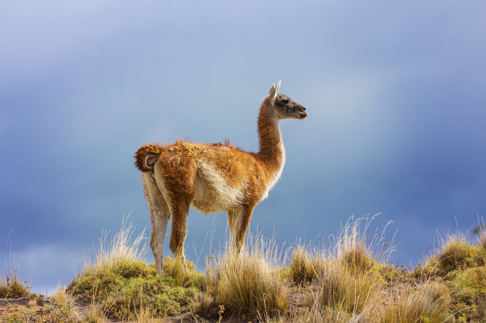 Scientists find out that two Llama nanobodies can neutralize coronavirus
