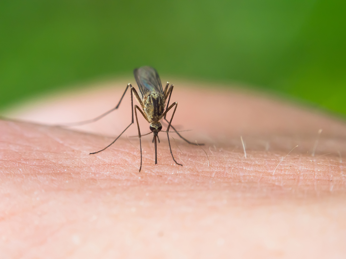 Tackling Dengue by turning female mosquitoes into males