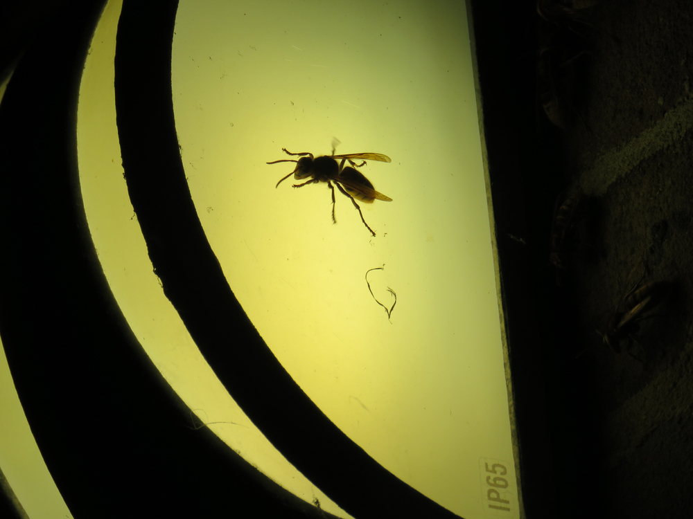 High light pollution could impact transmission of diseases through mosquitoes