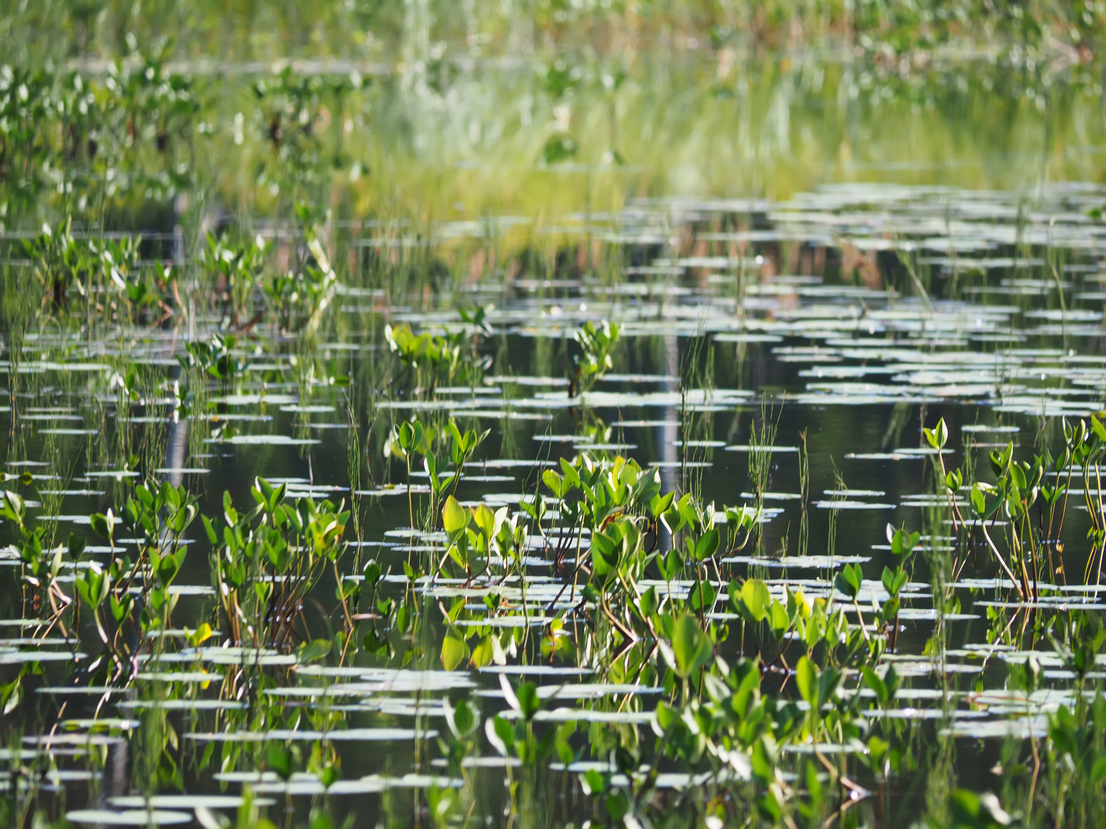 According to a study, managing peatlands can prevent future pandemics