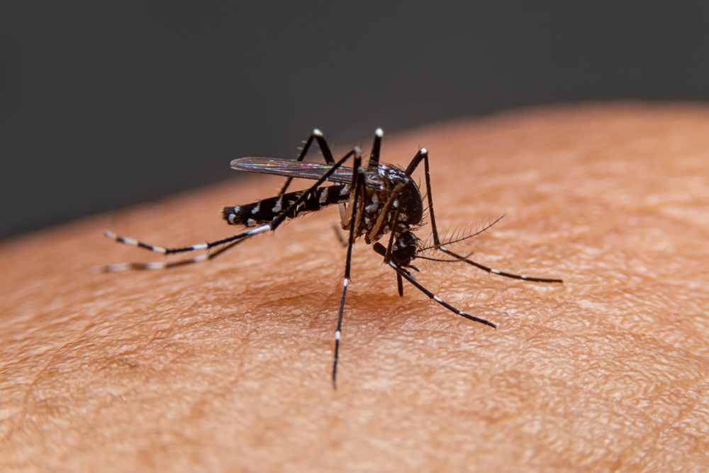 One-sixth of all infectious diseases are vector-borne diseases according to WHO